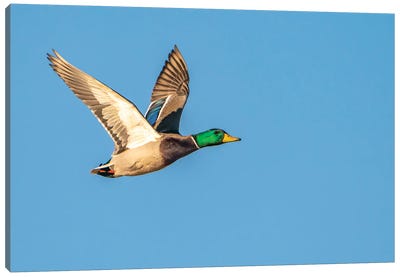 USA, New Mexico, Bosque Del Apache National Wildlife Refuge Mallard Drake Duck Flying Canvas Art Print - Jordy Blue