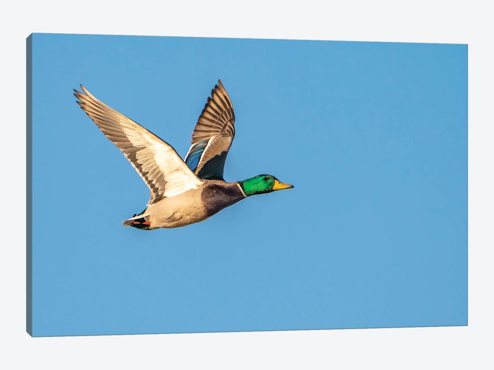 USA, New Mexico, Bosque Del Apache National Wildlife Refuge Mallard Drake Duck Flying by Jaynes Gallery 1-piece Canvas Art Print