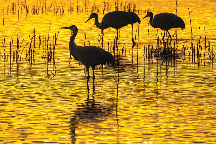 USA, New Mexico, Bosque Del Apache National Wildlife Refuge Sandhill Crane Silhouettes At Sunset