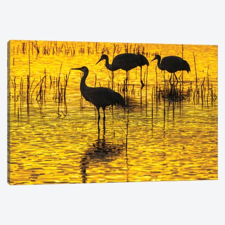 USA, New Mexico, Bosque Del Apache National Wildlife Refuge Sandhill Crane Silhouettes At Sunset Canvas Print #JYG1126} by Jaynes Gallery Canvas Art Print