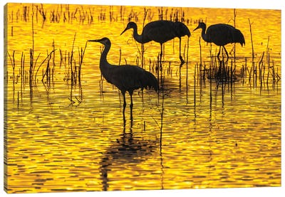 USA, New Mexico, Bosque Del Apache National Wildlife Refuge Sandhill Crane Silhouettes At Sunset Canvas Art Print - New Mexico Art