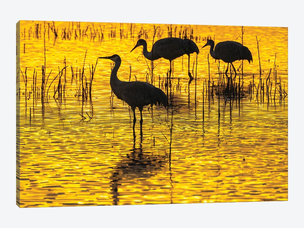 USA, New Mexico, Bosque Del Apache National Wildlife Refuge Sandhill Crane Silhouettes At Sunset by Jaynes Gallery 1-piece Canvas Artwork