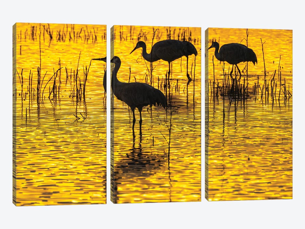 USA, New Mexico, Bosque Del Apache National Wildlife Refuge Sandhill Crane Silhouettes At Sunset by Jaynes Gallery 3-piece Canvas Artwork