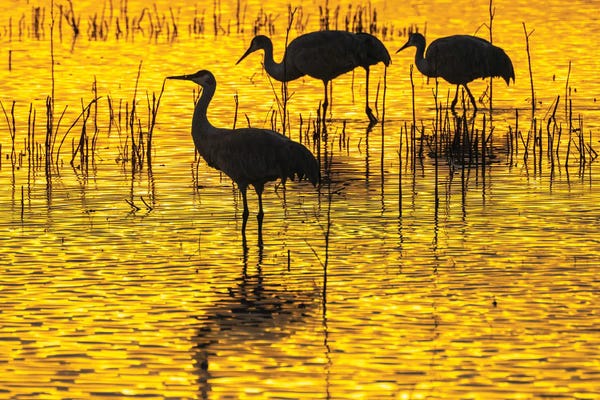 USA, New Mexico, Bosque Del Apache National Wildlife Refuge Sandhill Crane Silhouettes At Sunset