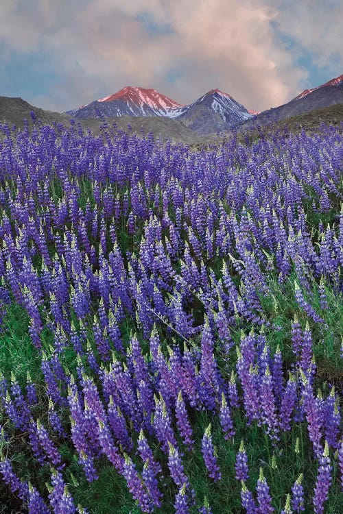 USA, California, Sierra Nevada Range. Blooming Inyo bush lupine flowers