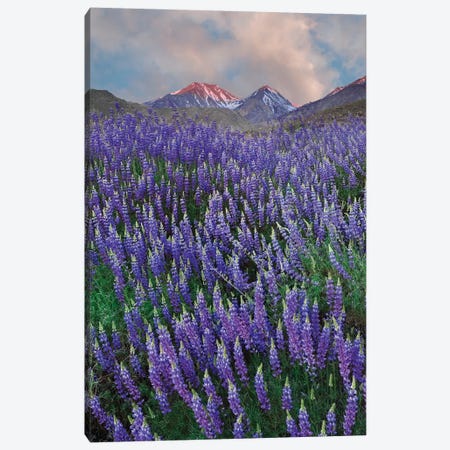 USA, California, Sierra Nevada Range. Blooming Inyo bush lupine flowers Canvas Print #JYG112} by Jaynes Gallery Art Print