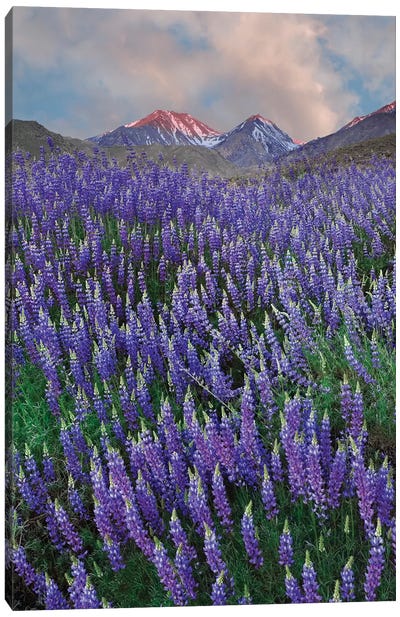 USA, California, Sierra Nevada Range. Blooming Inyo bush lupine flowers Canvas Art Print - Lupines