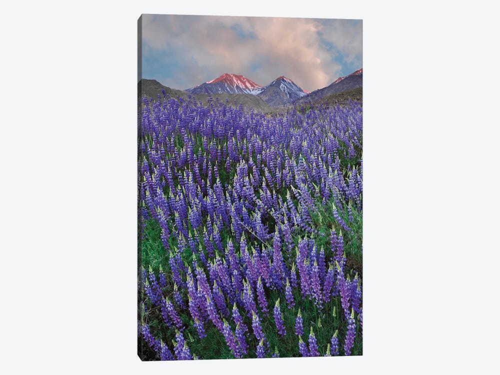 USA, California, Sierra Nevada Range. Blooming Inyo bush lupine flowers by Jaynes Gallery 1-piece Canvas Art