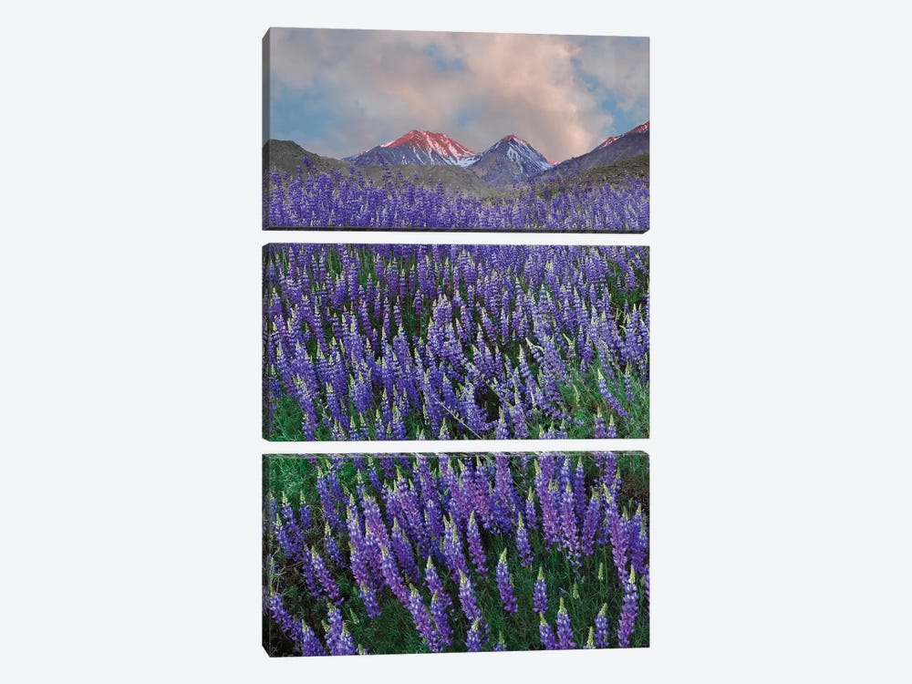 USA, California, Sierra Nevada Range. Blooming Inyo bush lupine flowers by Jaynes Gallery 3-piece Canvas Artwork