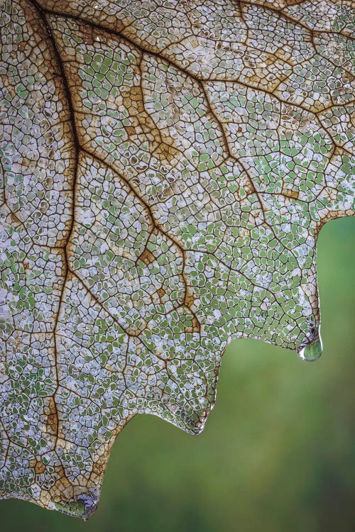 USA, Washington State, Seabeck Skeletonized Vanilla Leaf Close-Up