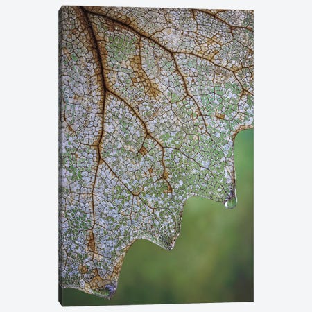 USA, Washington State, Seabeck Skeletonized Vanilla Leaf Close-Up Canvas Print #JYG1130} by Jaynes Gallery Canvas Art Print