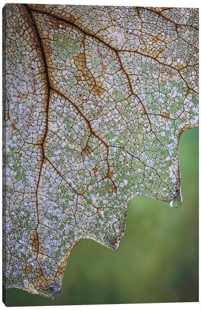 USA, Washington State, Seabeck Skeletonized Vanilla Leaf Close-Up Canvas Art Print - Abstracts in Nature