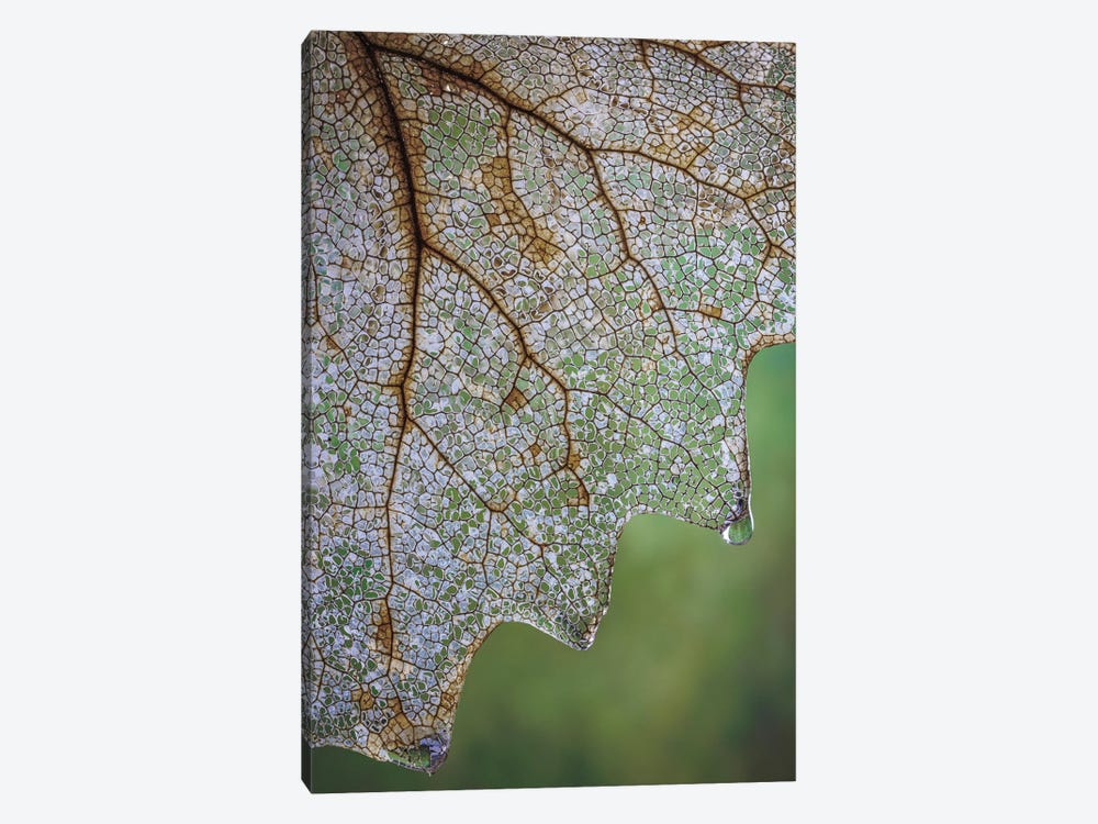 USA, Washington State, Seabeck Skeletonized Vanilla Leaf Close-Up by Jaynes Gallery 1-piece Canvas Art Print
