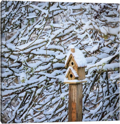 USA, Washington State, Seabeck Snow-Covered Bird House And Tree Limbs Canvas Art Print - Tree Close-Up Art