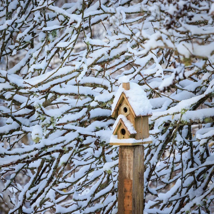 USA, Washington State, Seabeck Snow-Covered Bird House And Tree Limbs