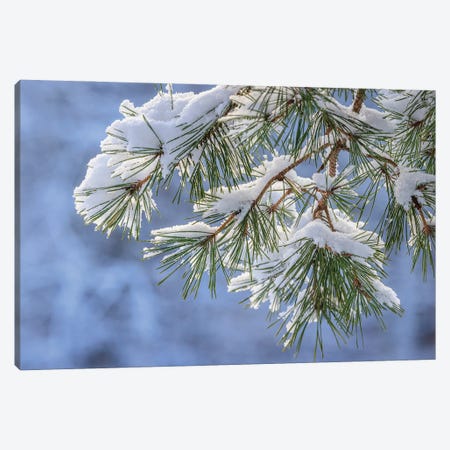 USA, Washington State, Seabeck Snowy Shore Pine Tree Branches Canvas Print #JYG1132} by Jaynes Gallery Art Print