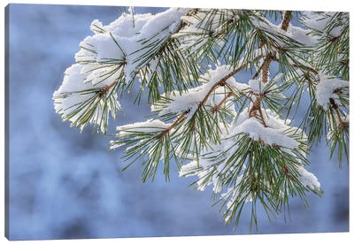 USA, Washington State, Seabeck Snowy Shore Pine Tree Branches Canvas Art Print - Tree Close-Up Art