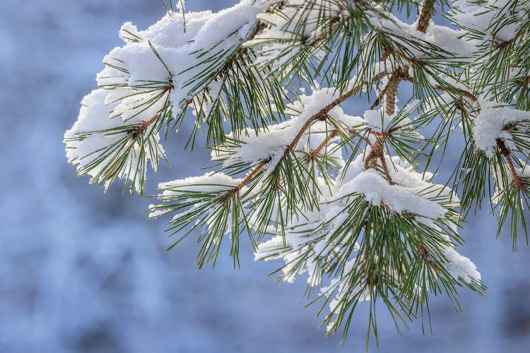 USA, Washington State, Seabeck Snowy Shore Pine Tree Branches