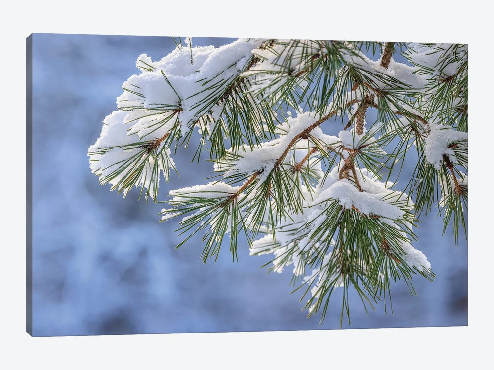 USA, Washington State, Seabeck Snowy Shore Pine Tree Branches by Jaynes Gallery 1-piece Art Print