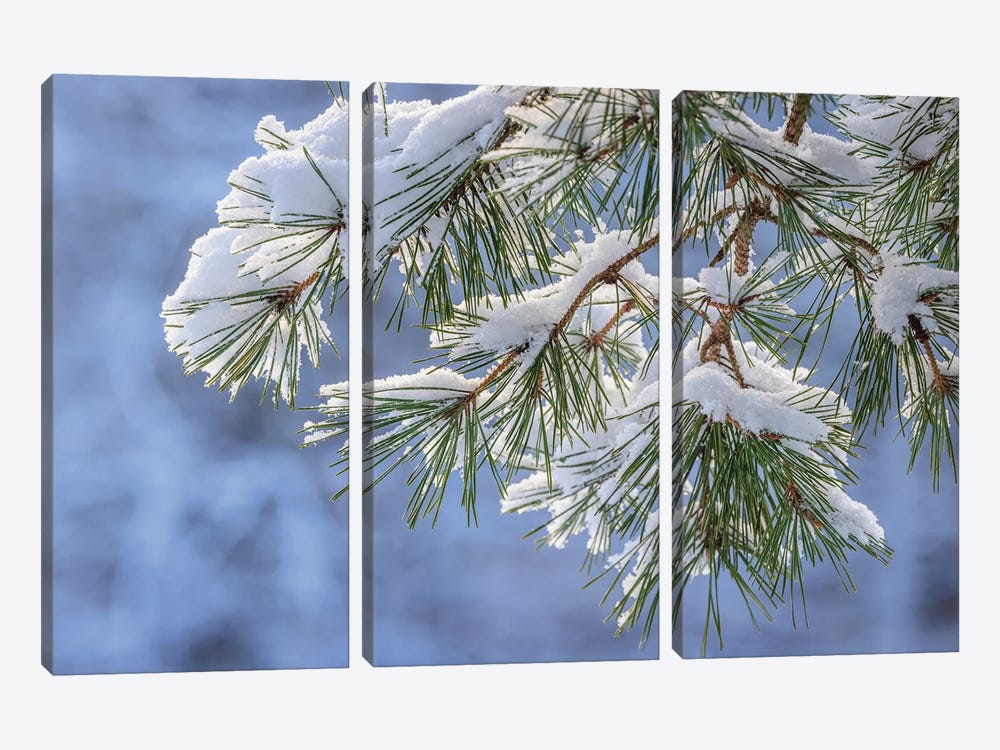 USA, Washington State, Seabeck Snowy Shore Pine Tree Branches by Jaynes Gallery 3-piece Art Print