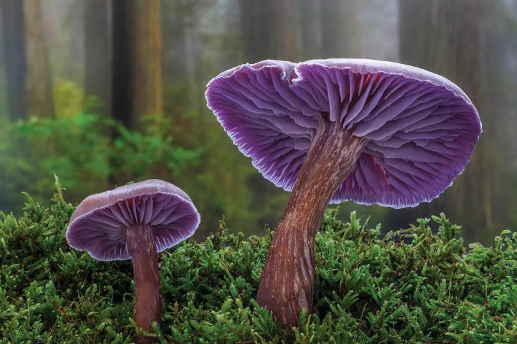 USA, Washington State, Seabeck Western Amethyst Laccaria Mushroom Close-Up