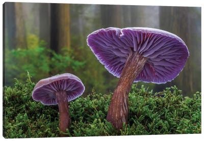 USA, Washington State, Seabeck Western Amethyst Laccaria Mushroom Close-Up Canvas Art Print - Mushroom Art