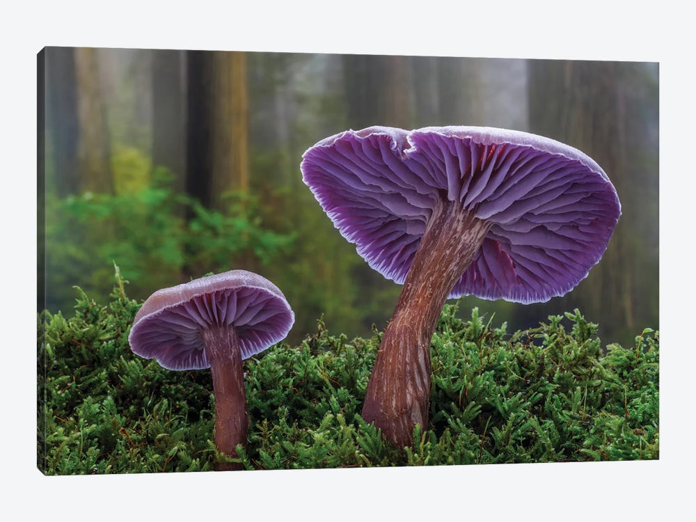 USA, Washington State, Seabeck Western Amethyst Laccaria Mushroom Close-Up by Jaynes Gallery 1-piece Canvas Artwork