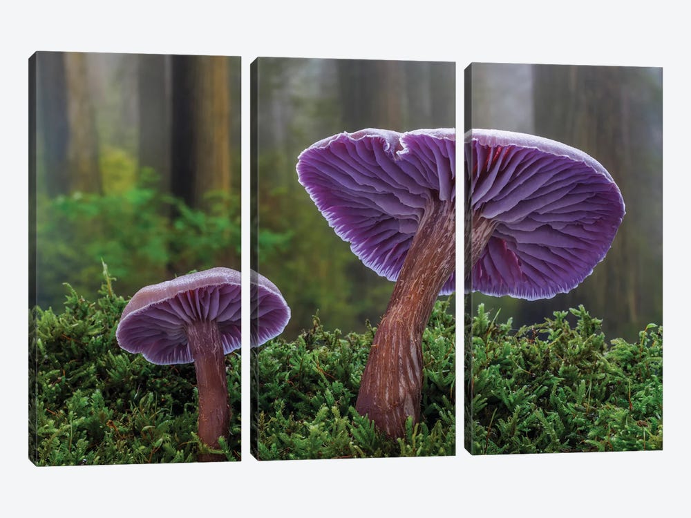 USA, Washington State, Seabeck Western Amethyst Laccaria Mushroom Close-Up by Jaynes Gallery 3-piece Canvas Art