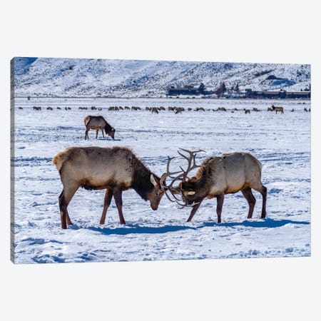 USA, Wyoming, National Elk Refuge Bull Elks Sparring Canvas Print #JYG1134} by Jaynes Gallery Canvas Artwork