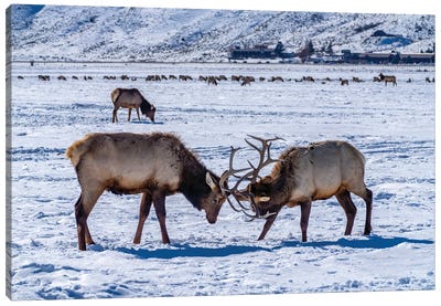 USA, Wyoming, National Elk Refuge Bull Elks Sparring Canvas Art Print - Wyoming Art