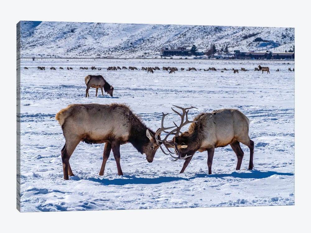 USA, Wyoming, National Elk Refuge Bull Elks Sparring by Jaynes Gallery 1-piece Canvas Print