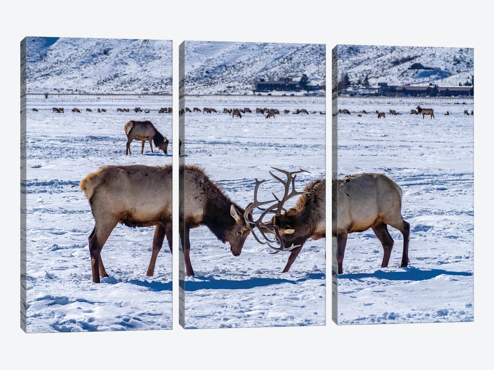 USA, Wyoming, National Elk Refuge Bull Elks Sparring by Jaynes Gallery 3-piece Canvas Art Print