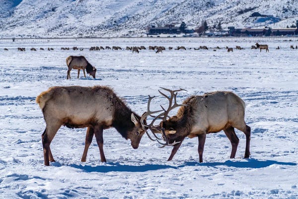Wyoming: USA, Wyoming, National Elk Refuge Bull Elks Sparring by Jaynes Gallery