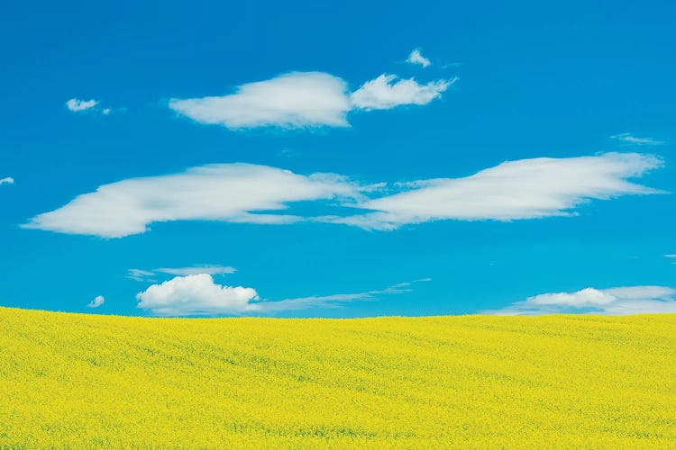 Canada, Quebec, Duhamel. Yellow Canola Crop by Jaynes Gallery wall art