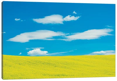 Canada, Quebec, Duhamel. Yellow Canola Crop Canvas Art Print - Field, Grassland & Meadow Art
