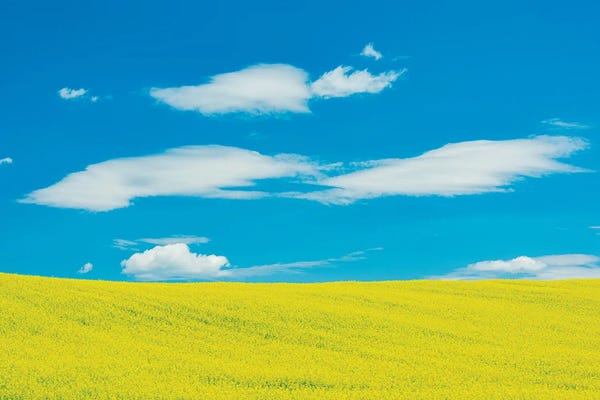 Canada, Quebec, Duhamel. Yellow Canola Crop