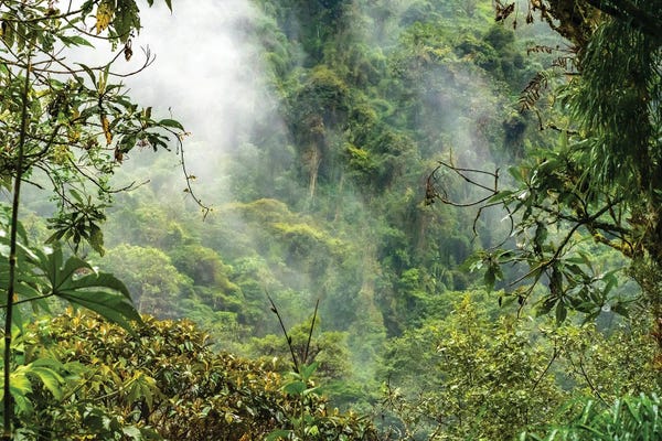 Ecuador, Guango. Cloud In Jungle Landscape