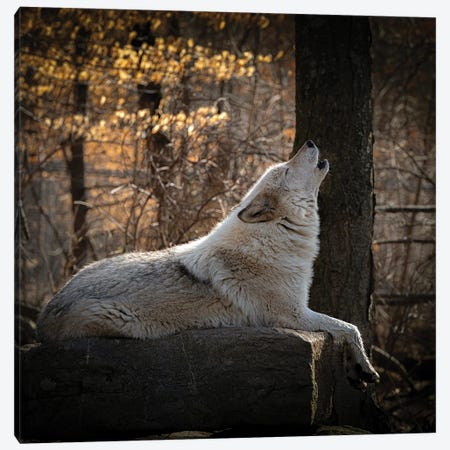 USA, New Jersey, Lakota Wolf Preserve. Close-Up Of Howling Wolf Canvas Print #JYG1142} by Jaynes Gallery Canvas Art