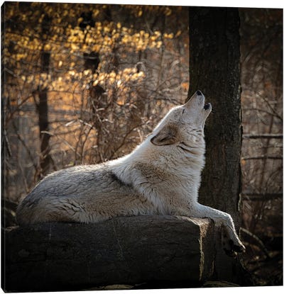 USA, New Jersey, Lakota Wolf Preserve. Close-Up Of Howling Wolf Canvas Art Print - Jaynes Gallery