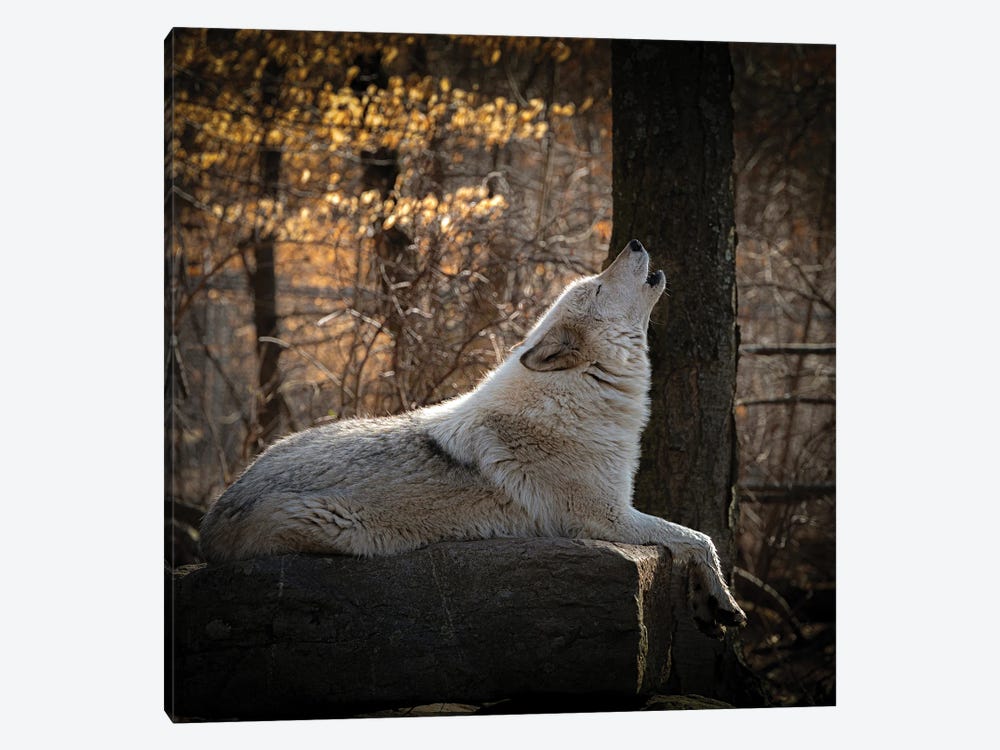 USA, New Jersey, Lakota Wolf Preserve. Close-Up Of Howling Wolf by Jaynes Gallery 1-piece Canvas Artwork