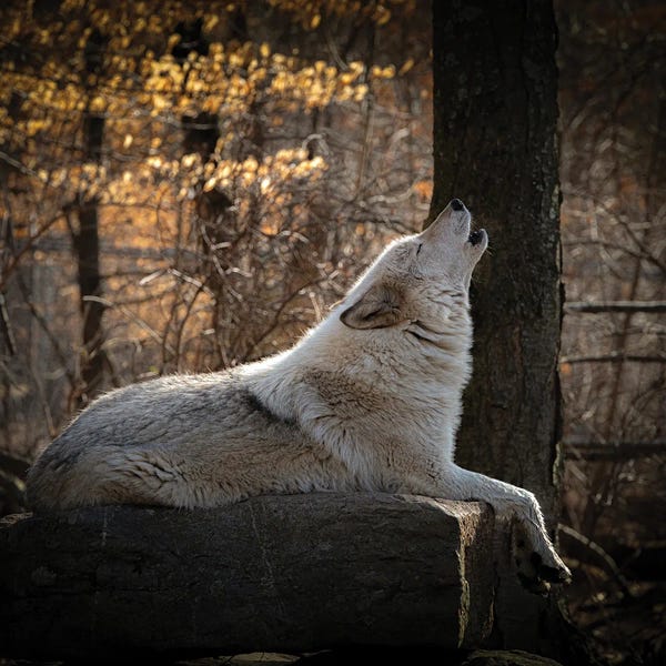 New Jersey: USA, New Jersey, Lakota Wolf Preserve. Close-Up Of Howling Wolf by Jaynes Gallery