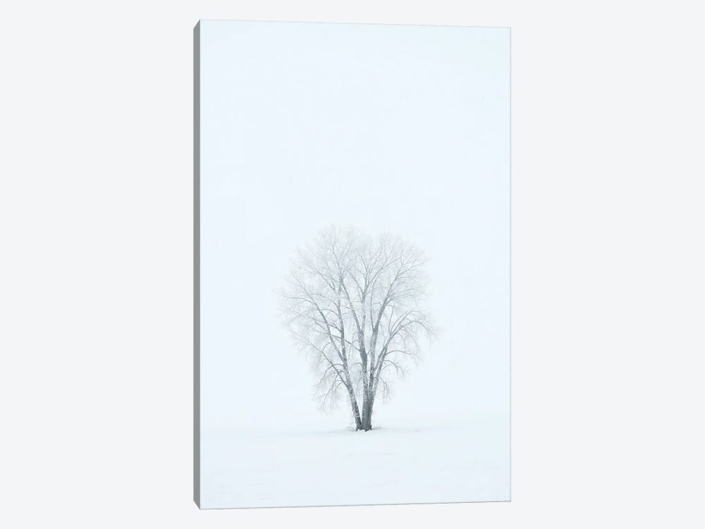 Canada, Manitoba, Dugald. Hoarfrost, Covered Plains Cottonwood Tree In Fog. by Jaynes Gallery 1-piece Canvas Print