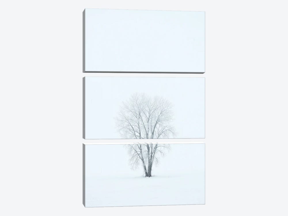 Canada, Manitoba, Dugald. Hoarfrost, Covered Plains Cottonwood Tree In Fog. by Jaynes Gallery 3-piece Art Print