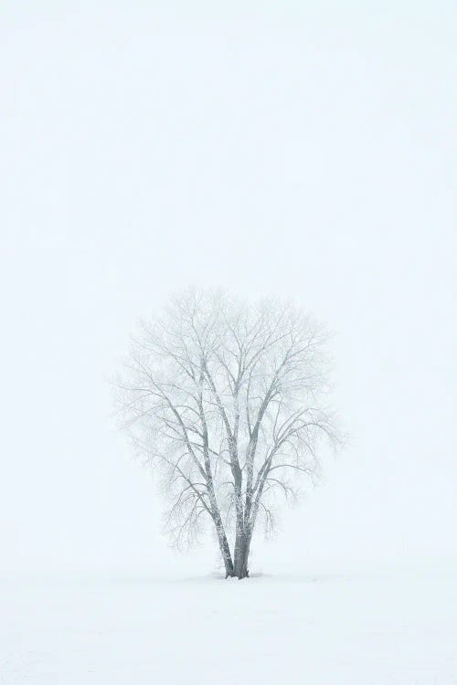 Canada, Manitoba, Dugald. Hoarfrost, Covered Plains Cottonwood Tree In Fog.