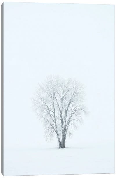Canada, Manitoba, Dugald. Hoarfrost, Covered Plains Cottonwood Tree In Fog. Canvas Art Print - Jaynes Gallery