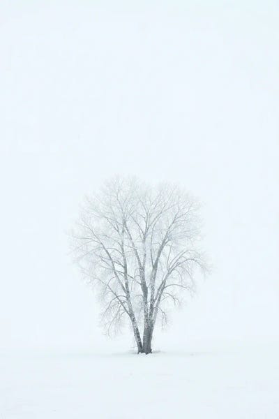 Canada, Manitoba, Dugald. Hoarfrost, Covered Plains Cottonwood Tree In Fog.