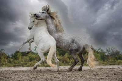 Europe, France. White And Gray Stallions Of The Camargue Region Fighting. by Jaynes Gallery acrylic art print