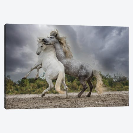 Europe, France. White And Gray Stallions Of The Camargue Region Fighting. Canvas Print #JYG1148} by Jaynes Gallery Canvas Artwork