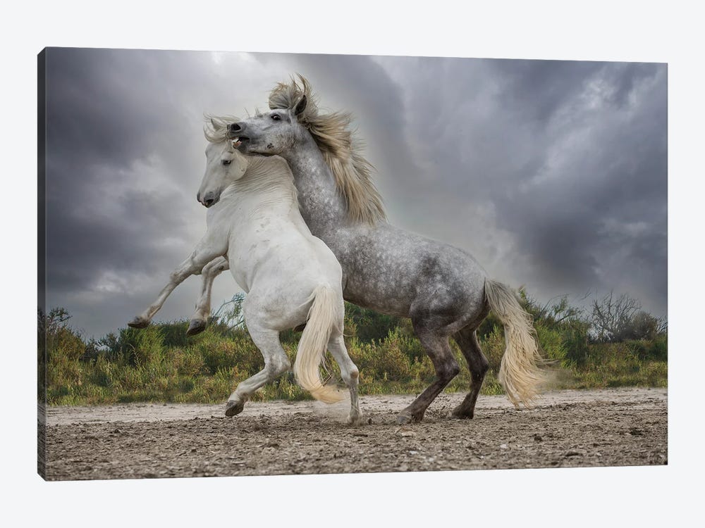 Europe, France. White And Gray Stallions Of The Camargue Region Fighting. by Jaynes Gallery 1-piece Canvas Artwork