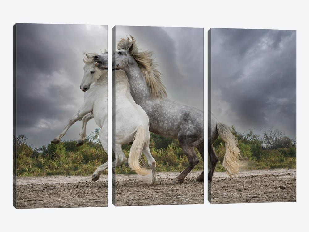 Europe, France. White And Gray Stallions Of The Camargue Region Fighting. by Jaynes Gallery 3-piece Canvas Artwork